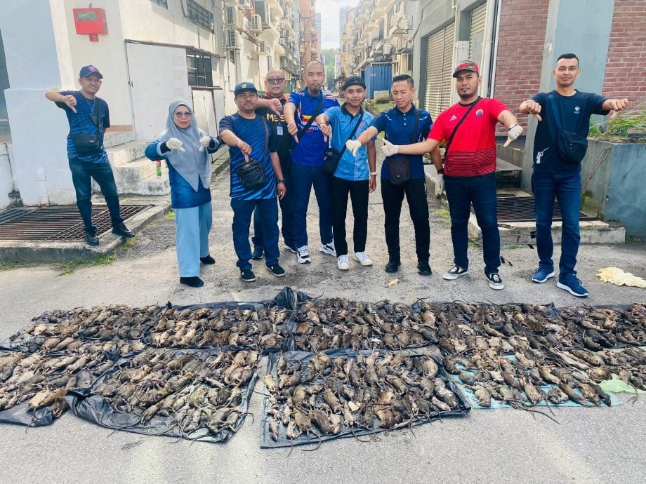 蒲种“鼠群”大灭亡！梳邦再也市政厅“灭鼠神队”出击，256只老鼠“全军覆没”！