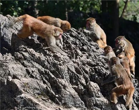 猴子猴孙大闹社区！居民不敢收快递，椰壳从天降，社区变“花果山”
