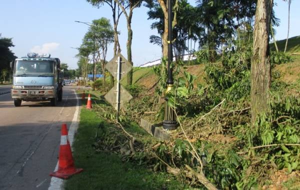 梳邦再也“危树大扫除”启动！24个地点砍树护安全！